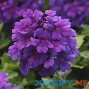 National Plant Network 2.5 qt. Dark Purple EnduraScape Verbena Plant