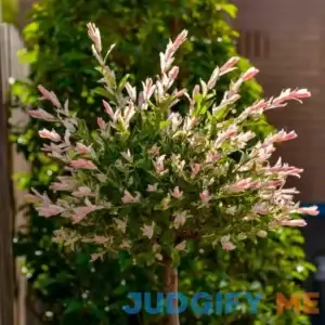 National Plant Network 8 in. Hakuro Nishiki Willow Tree LW1615