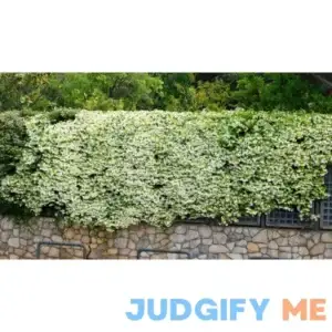 National Plant Network White Star Jasmine Plant in 2.5-in Planter LW1622