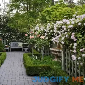 'New Dawn' Climbing Rose | One Quart