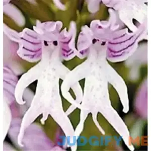 New Fresh 10pcs Purple Pyramid Monkey Orchid Plant Seeds Generic