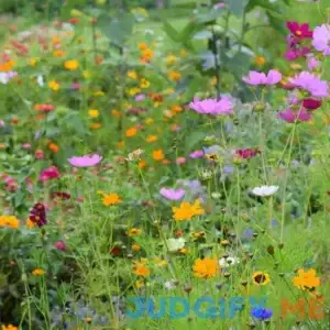 Northeast Wildflower Seed Mix
