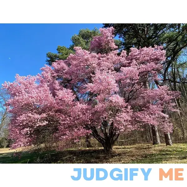 Okame Cherry Blossom Plant Japanese Cherry Blossom Tree for Planting Okame Cherry Blossom Plant Japanese Cherry Blossom Tree for Planting