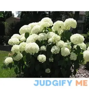 Old Fashion Snowball Viburnum Viburnum Opulus Roseum Bigv003
