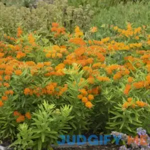 Orange Milkweed | One Quart