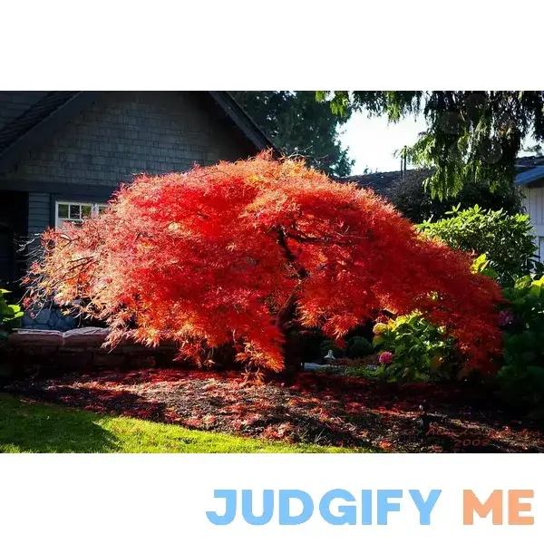 Orangeola Japanese Maple #1 Container Orangeola Japanese Maple #1 Container