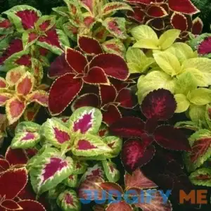 Outsidepride Coleus Rainbow Plant Flower Seed Mix