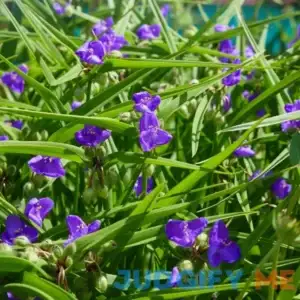 Outsidepride Ohio Spiderwort Seeds