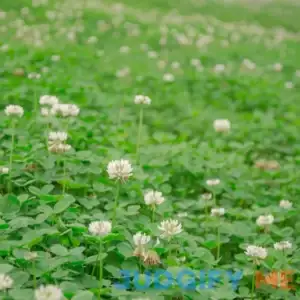 Outsidepride White Dutch Clover Seed