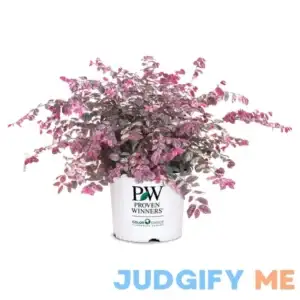 PROVEN WINNERS 2 Gal. Jazz Hands Loropetalum Shrub with Pink Flowers