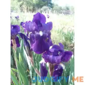 PURPLE/BLUE GERMAN BEARDED REBLOOMING IRIS Rhizome/Bulb/Root Ready for Planting Now