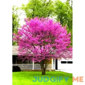 Pack 5 Eastern Redbud Trees Live Plants Bare Roots Seedlings