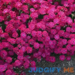 'Paint the Town Red' Dianthus | One Quart