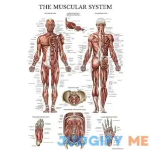 Palace Learning Muscular System Anatomical Poster