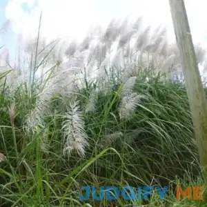 Pampas Grass 2.4 Gallon