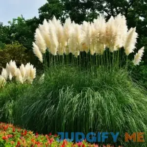 Pampas Grass