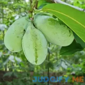 Paw Paw Tree - 4-5ft tall