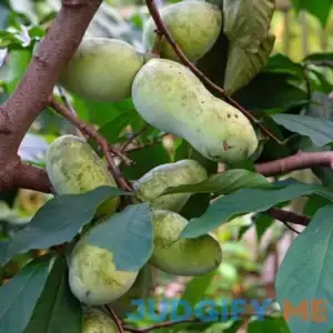 Pawpaw Tree Buy 1 Get 1 Free