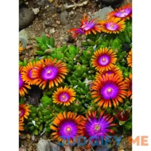 Perennial Farm Marketplace Delosperma Fire Spinner