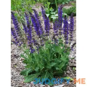 Perennial Farm Marketplace Perennial 1 Quart Salvia n. 'May Night