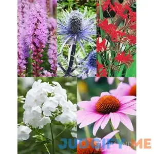 Perennial Pollinator Blend | Holland Bulb Farms