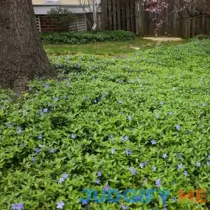 Periwinkle Plants - Flat of 50 Plants