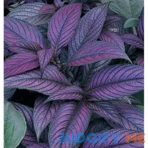 Persian Shield Starter Plant
