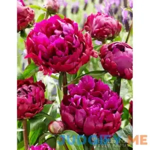 Peter Brand Peony | Holland Bulb Farms