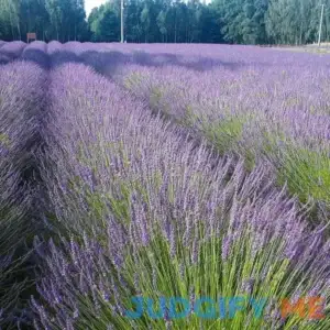 Phenomenal Lavender