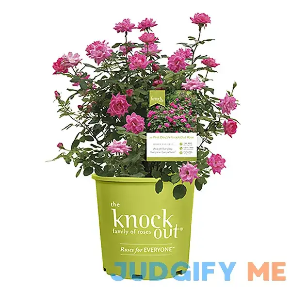 Pink Double Knock Out Rose Bush with Pink Flowers Pink Double Knock Out Rose Bush with Pink Flowers