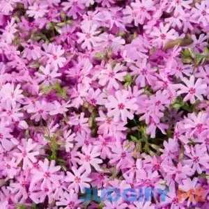 Pink Emerald Creeping Phlox Dormant Bare Root Starter Plant