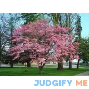 Pink Flowering Dogwood Tree Live Plant 12-18'' Tall Seedling