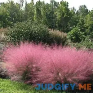 Pink Muhly Grass - 1 Gallon Pot