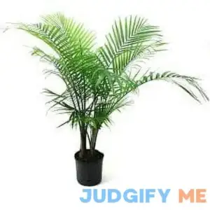 Plants with Benefits Live Indoor Green Assorted Palm Plant in 10in. Pot