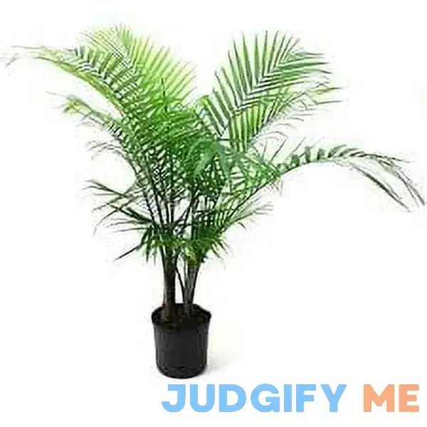 Plants with Benefits Live Indoor Green Assorted Palm Plant in 10in. Pot Plants with Benefits Live Indoor Green Assorted Palm Plant in 10in. Pot