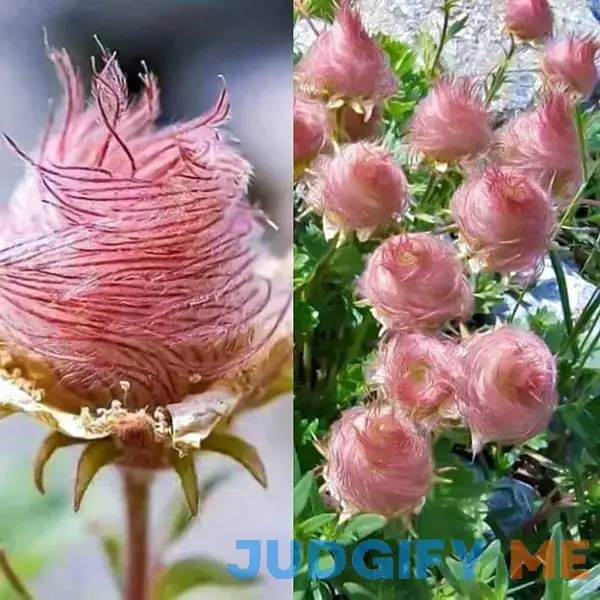 Prairie Smoke Seeds - 10 Seeds to Grow - Made in USA Prairie Smoke Seeds - 10 Seeds to Grow - Made in USA