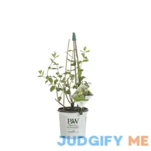 Proven Winners 1 Gal. Scentsation Honeysuckle Live Shrub