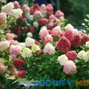 Proven Winners 4.5 in. Quart Little Lime Punch Panicle Hydrangea