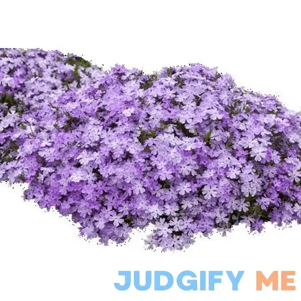 Proven Winners Outdoor Live Plant Phlox Creeping Spring Bling Proven Winners Outdoor Live Plant Phlox Creeping Spring Bling