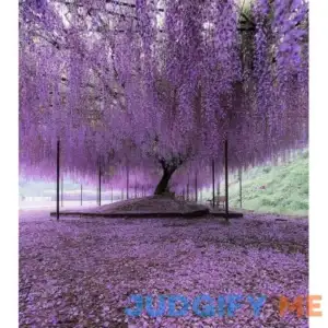 Purple Chinese Wisteria Tree 6-12" Tall Seedling