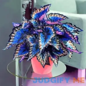 QAUZUY GARDEN 100 Rare Coleus Flower Seeds Rare