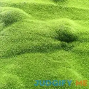QAUZUY GARDEN 200+ Seeds Scottish Irish Moss Pearlwort Sagina Subulata Very Hardy Evergreen Perennial Ground Cover/Lawn Cover Low-Maintenance
