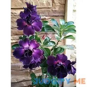 QAUZUY GARDEN 4 Rare Purple Desert Rose Seeds Adenium Obesum Flower Perennial Exotic Tropical