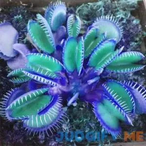QAUZUY GARDEN Rare Blue Venus Flytrap Seeds Exotic Beauties with Hardy Heat Tolerance for Easy Indoor Cultivation