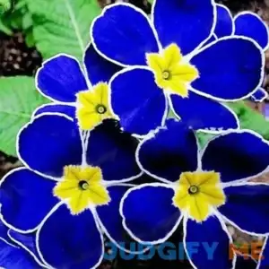 QAUZUY Garden 100 Rare Blue Common Evening Primrose Seeds Exotic Ornamental Plant Bonsai Garden Decor Easy to Grow Low-Maintenance Attract