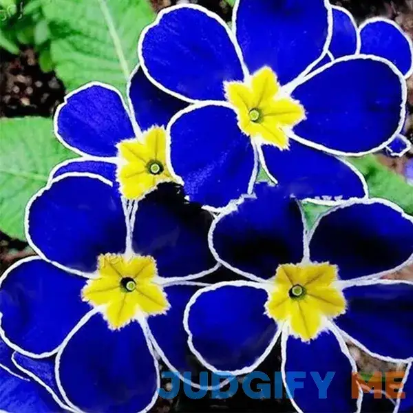 QAUZUY Garden 100 Rare Blue Common Evening Primrose Seeds Exotic Ornamental Plant Bonsai Garden Decor Easy to Grow Low-Maintenance Attract QAUZUY Garden 100 Rare Blue Common Evening Primrose Seeds Exotic Ornamental Plant Bonsai Garden Decor Easy to Grow Low-Maintenance Attract