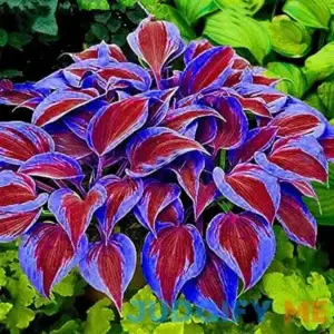 QAUZUY Garden 200 Purple Hosta Seeds Perennial Attractive Fragrant Hosta Plantaginea Bonsai Seed for Garden Yard Decoration