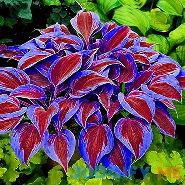 QAUZUY Garden 200 Purple Hosta Seeds Perennial Attractive Fragrant Hosta Plantaginea Bonsai Seed for Garden Yard Decoration