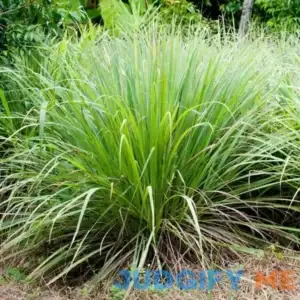 QAUZUY Garden Mosquito Repelling Lemon Grass Plant Seeds 100 Seeds Cochin Malabar Grass Non-GMO Heirloom Culinary Herb for Planting Garden Outdoor