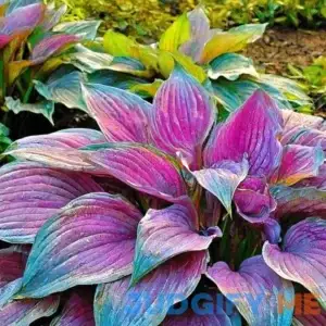 Rare Perennial Hostas Plantain Lily Flower Violet Purple Variegated